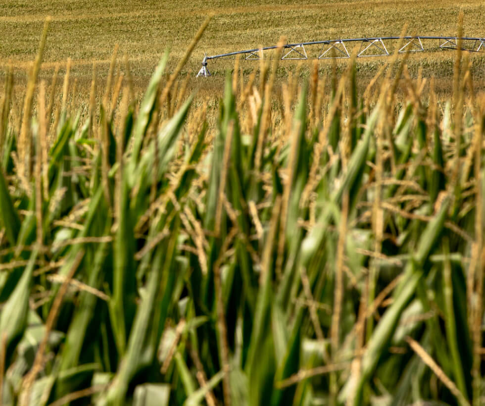 close up of crop field